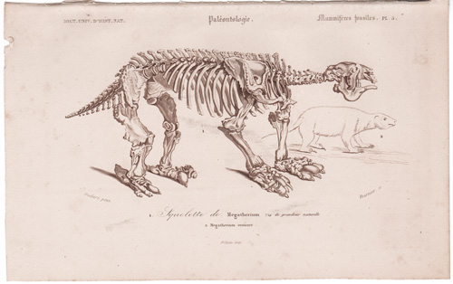 Megatherium Skeleton